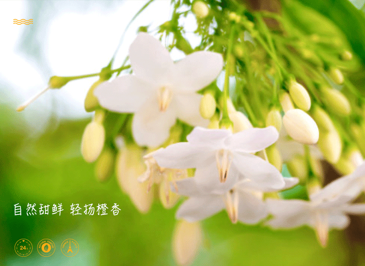 POACHERMAN 柏世曼臻选香水-橙花 30ml