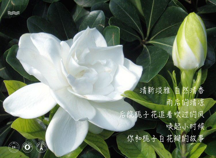 POACHERMAN 柏世曼臻选香水-栀子花 30ml