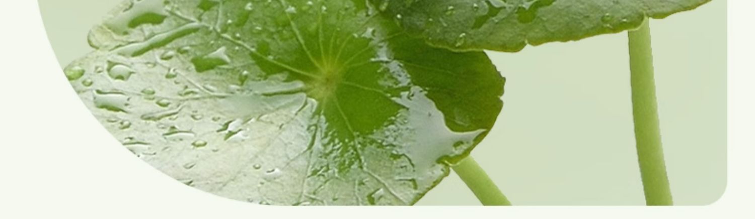 PLANT`ISM ֲݱܶЧ޻ 230g