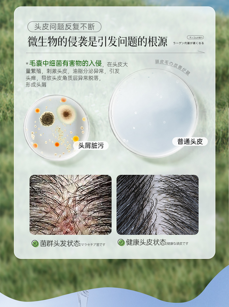 BISUTANG ˳ϴˮ 500ml