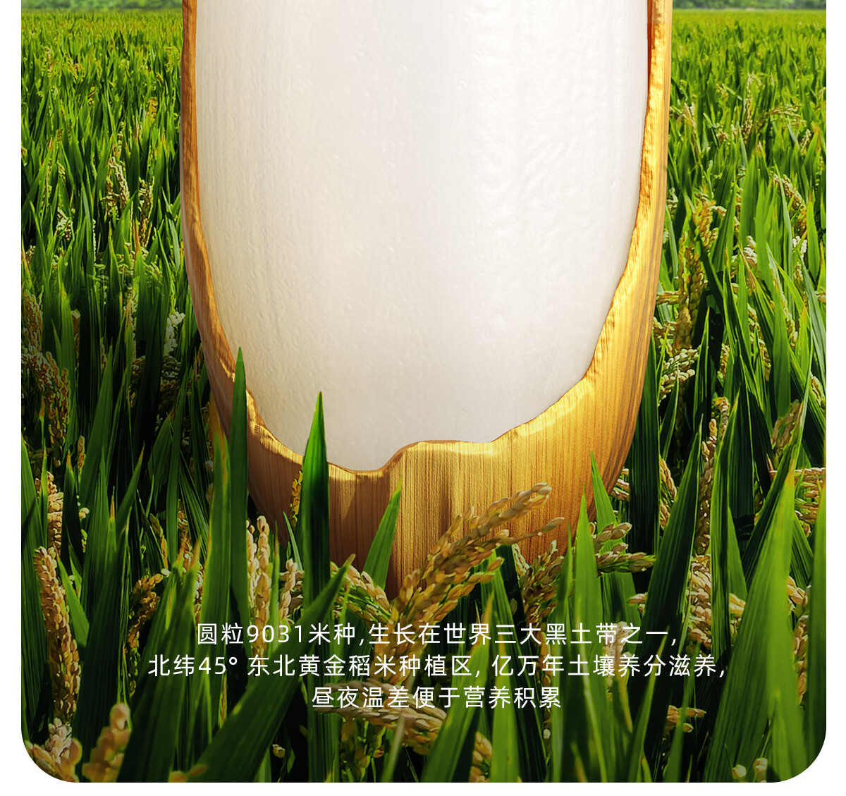 Engnice ӢӤ׶ϹϼпӪ׷3 258g